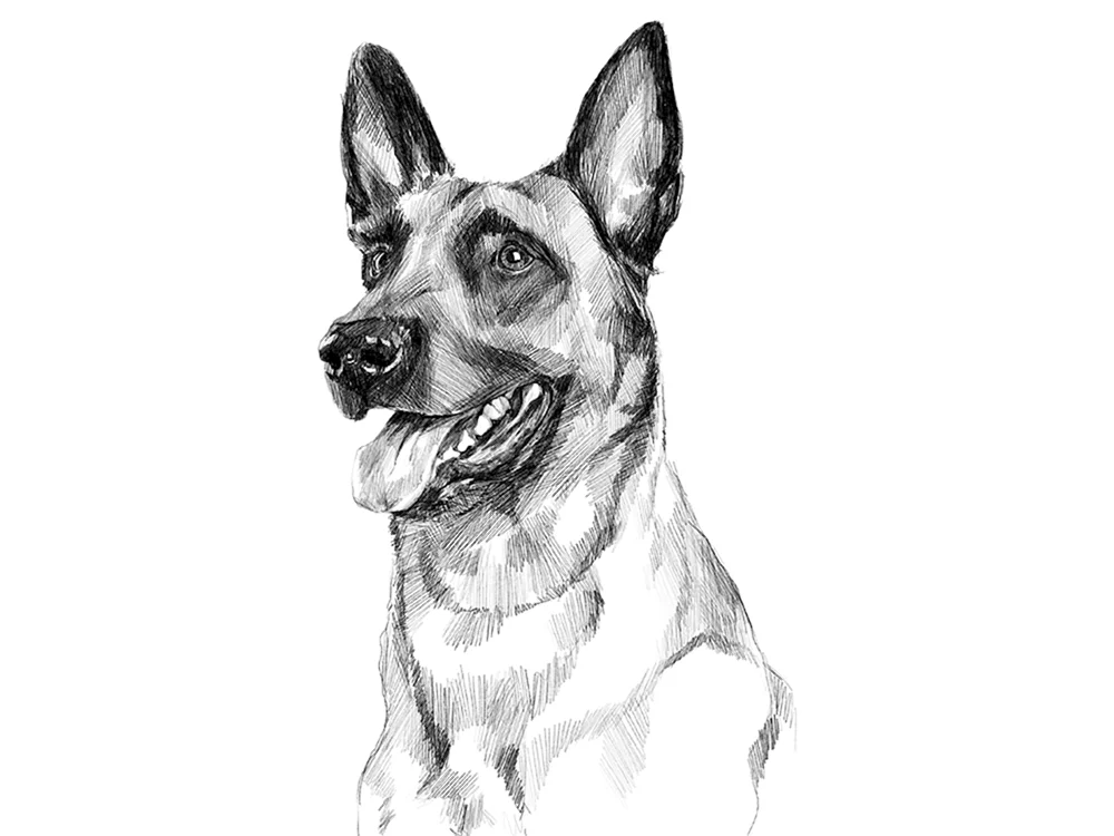 Schäferhund Zeichnung zum Zeichnen