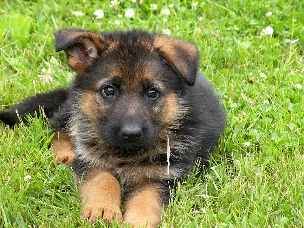 Welsh Corgi Schäferhund