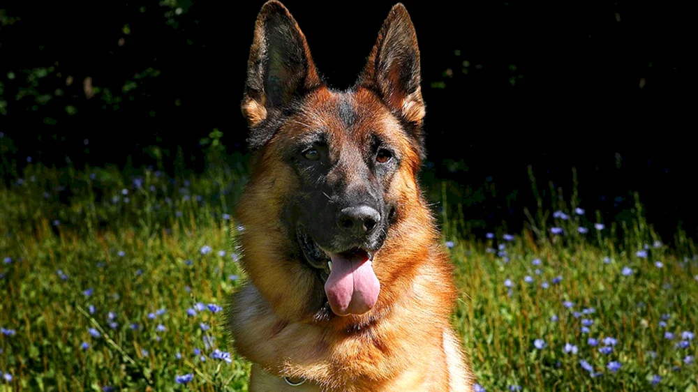 Hunde Deutscher Schäferhund