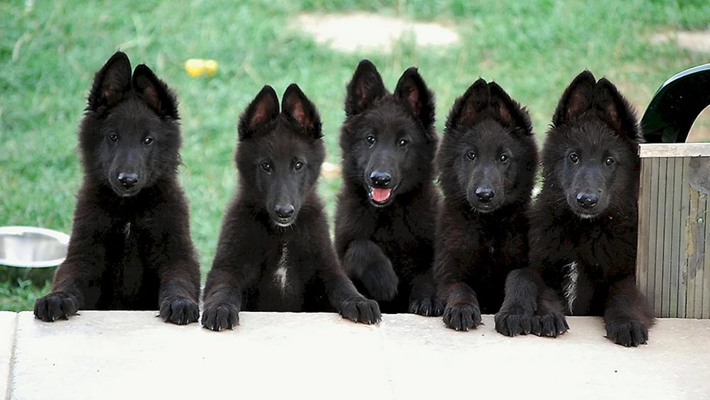 Deutscher Schäferhund Schwarz glatt-haarig