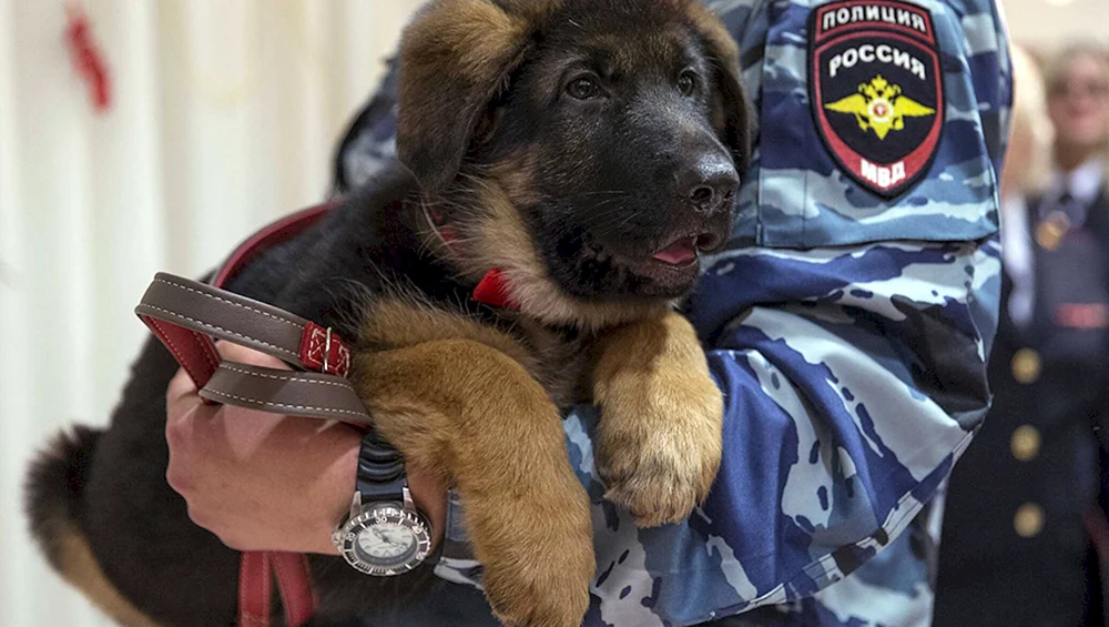 Deutscher Schäferhund Diensthund Hund
