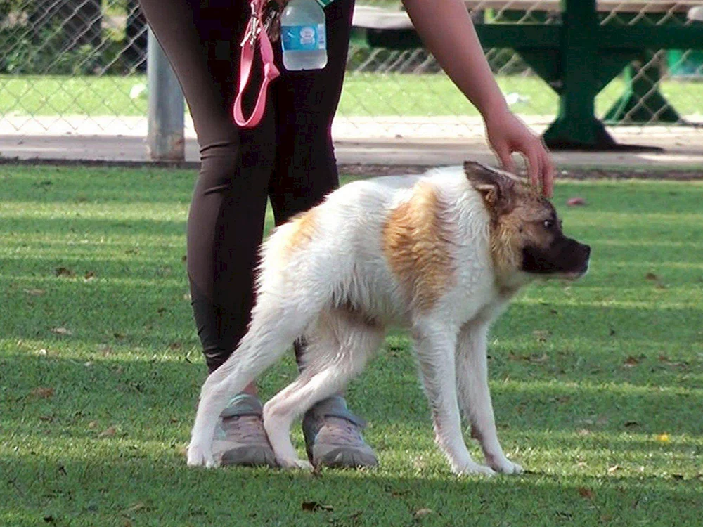 Quasimodo Hund Schäferhund