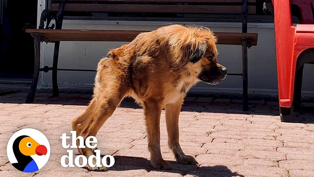 Quasimodo Schäferhund