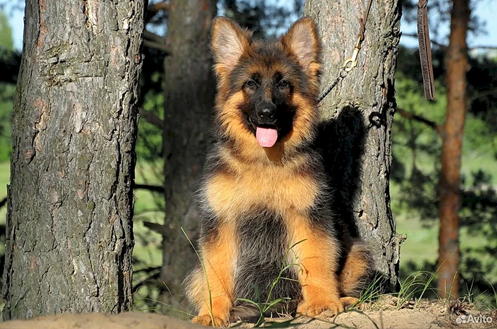 Amerikanischer Aussie-Schäferhund