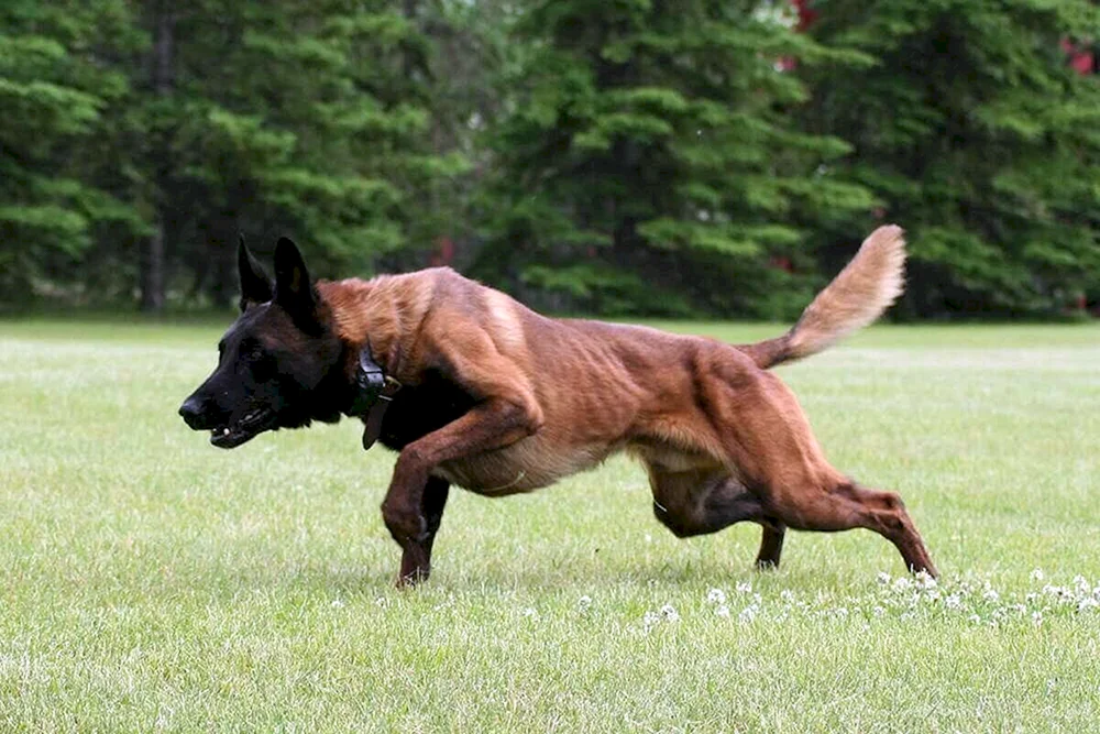 Malinois Schäferhund