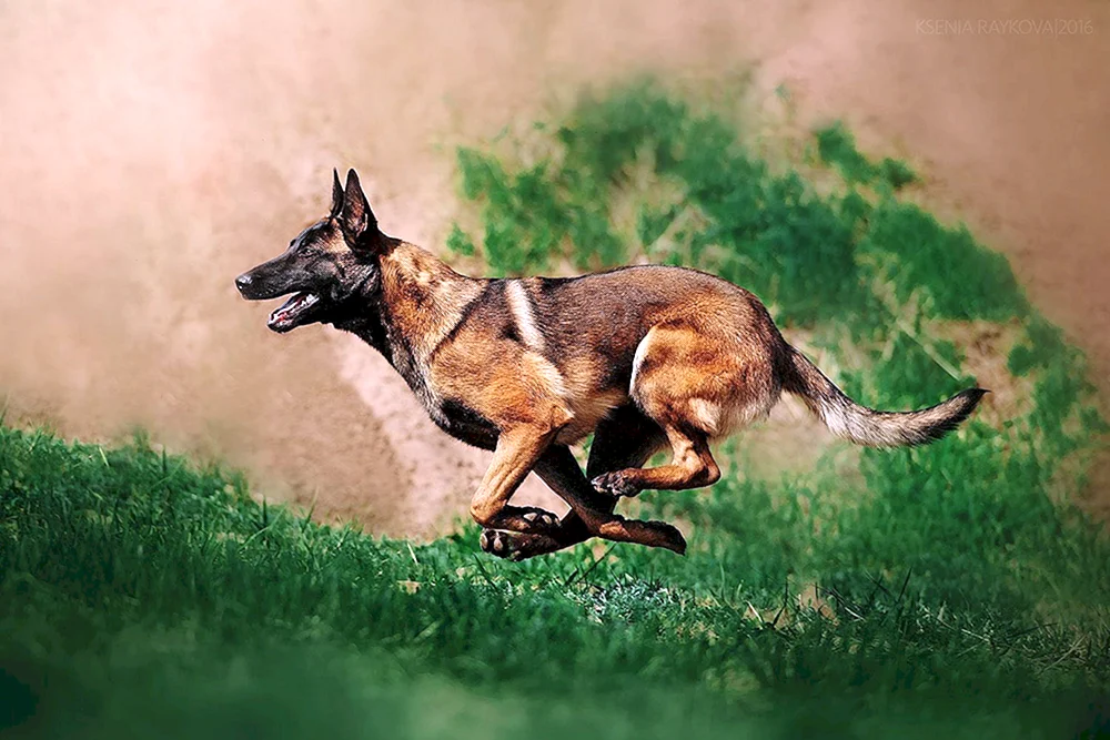 Schäferhund Malinois