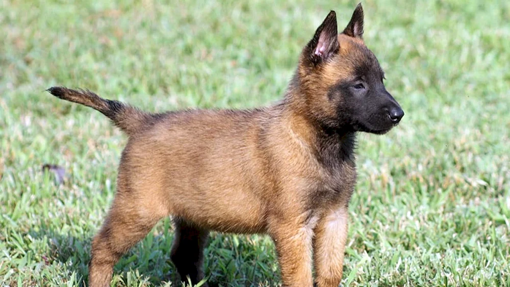 Belgischer Schäferhund Menua