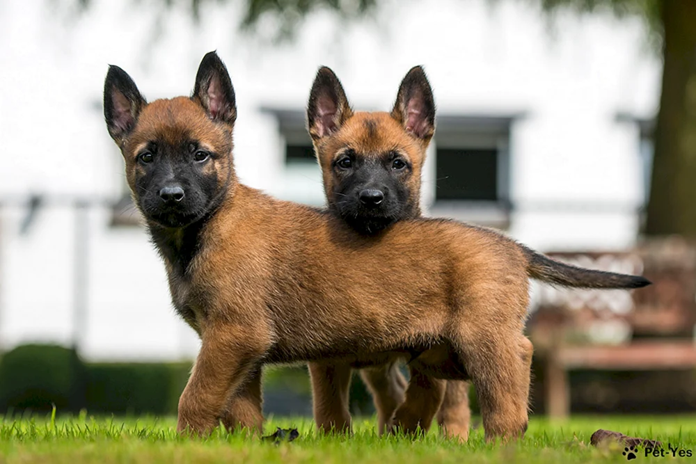 Belgischer Schäferhund Malinois. Malinois