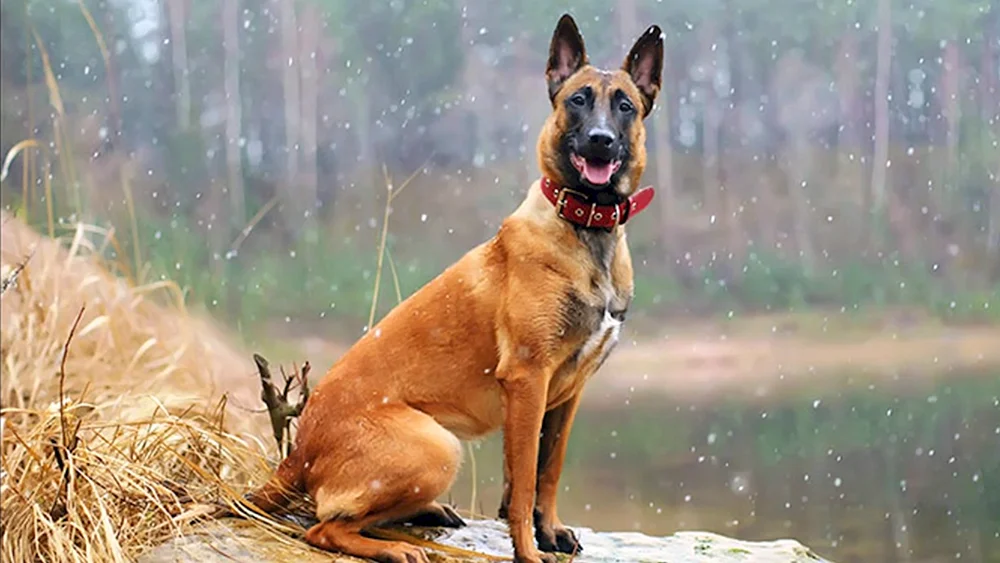 Belgischer Schäferhund Malinois