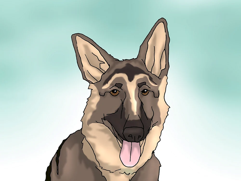 Deutscher Schäferhund Welpenzeichnung