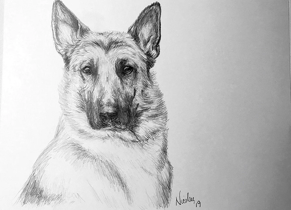 Deutscher Schäferhund Welpenzeichnung zum Zeichnen Zeichnung
