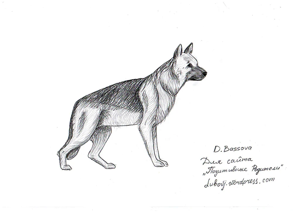 Schäferhund Zeichnung Bleistiftzeichnung