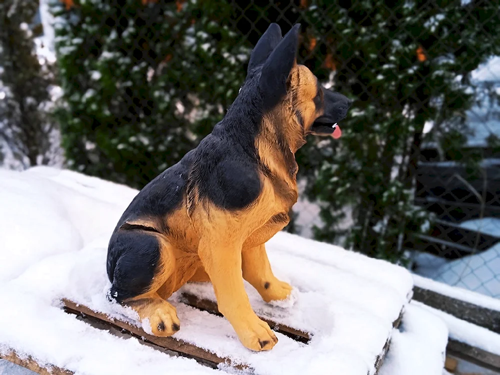 Shaggy-Schäferhund
