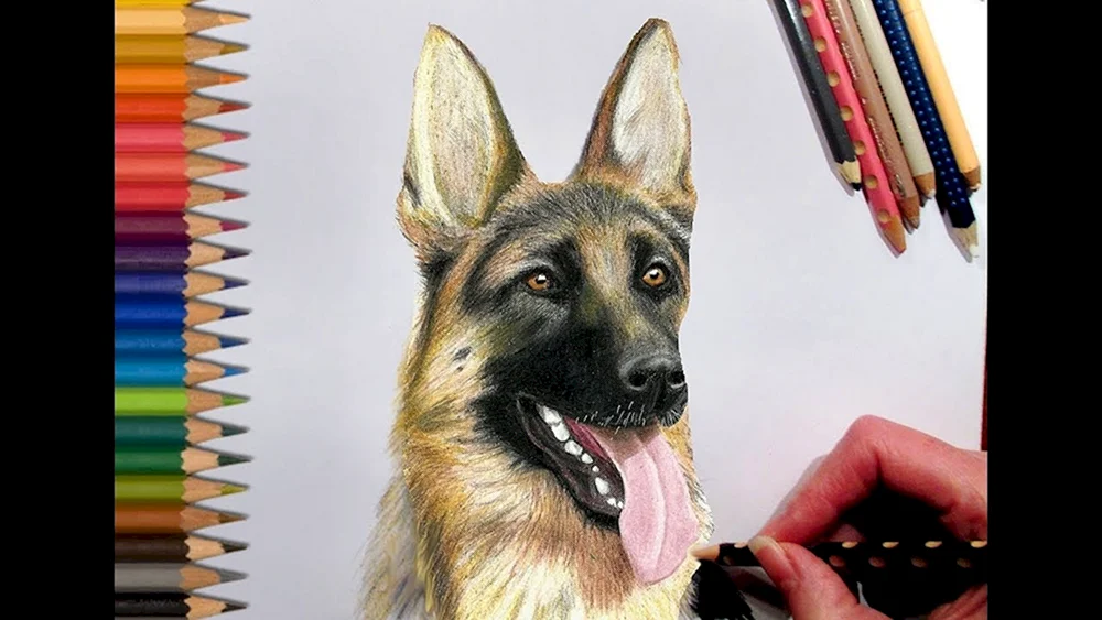 Schäferhund Zeichnung