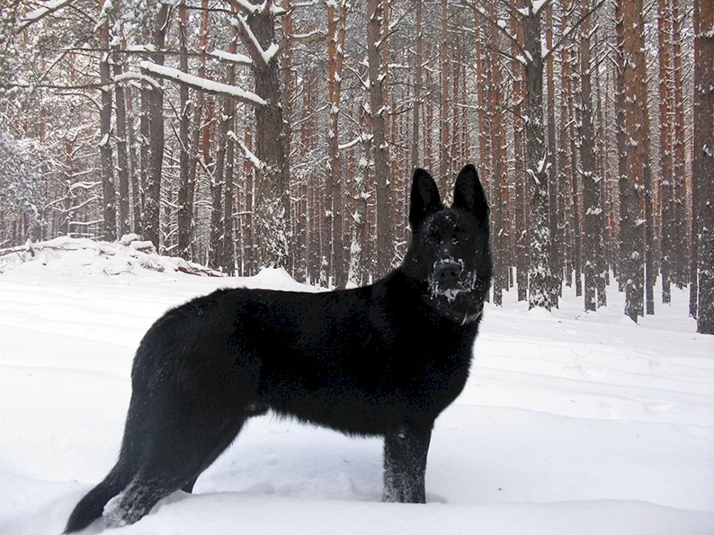 Östlicher Europäischer Schäferhund Schwarz