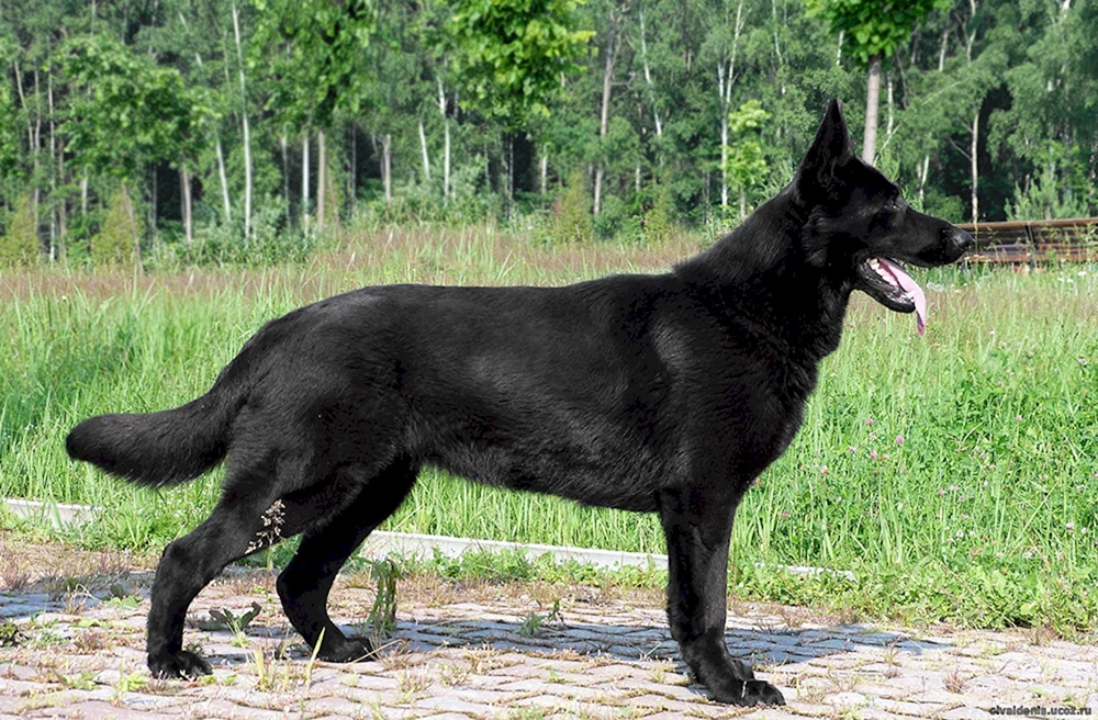 Östlicher Europäischer Schäferhund Schwarz