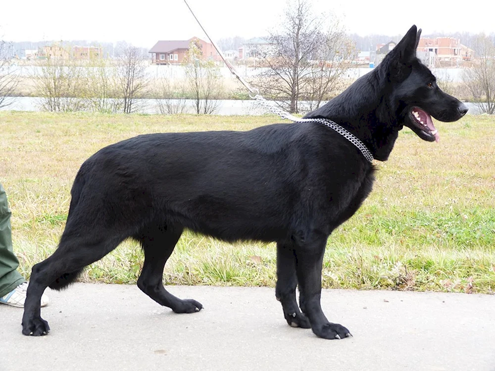 Östlicher Europäischer Schäferhund Schwarz