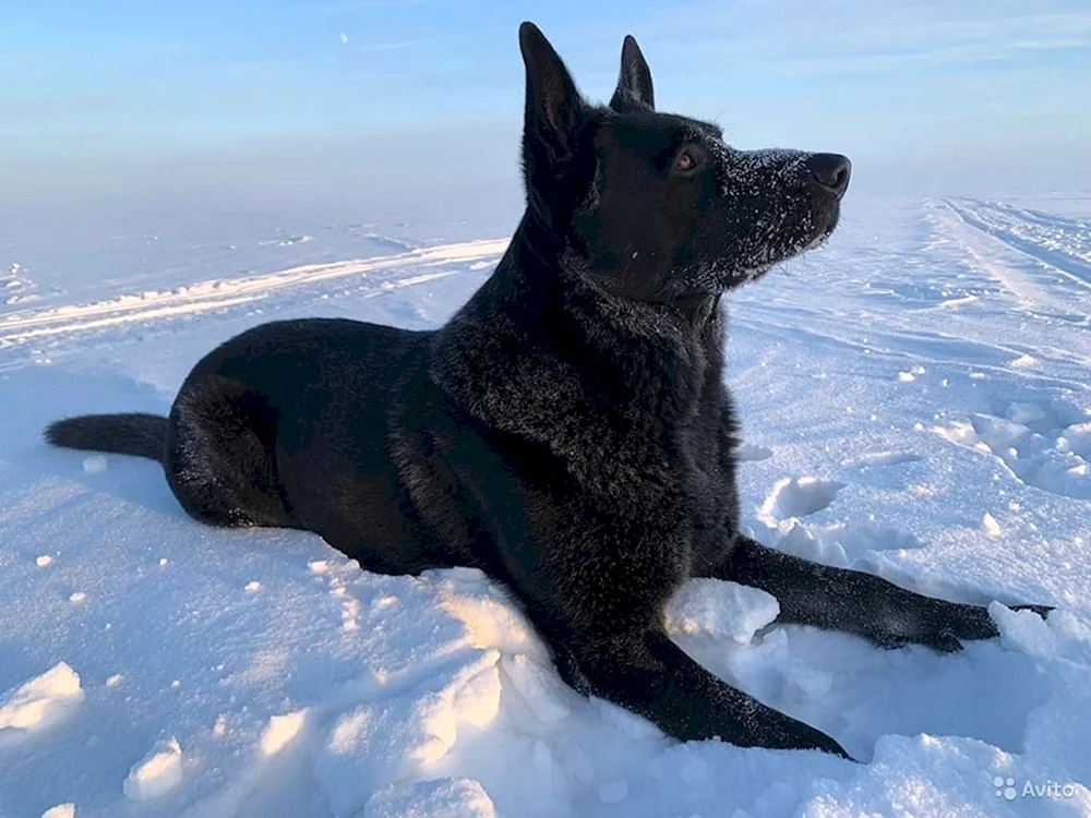 Östlicher Europäischer Schäferhund Schwarz