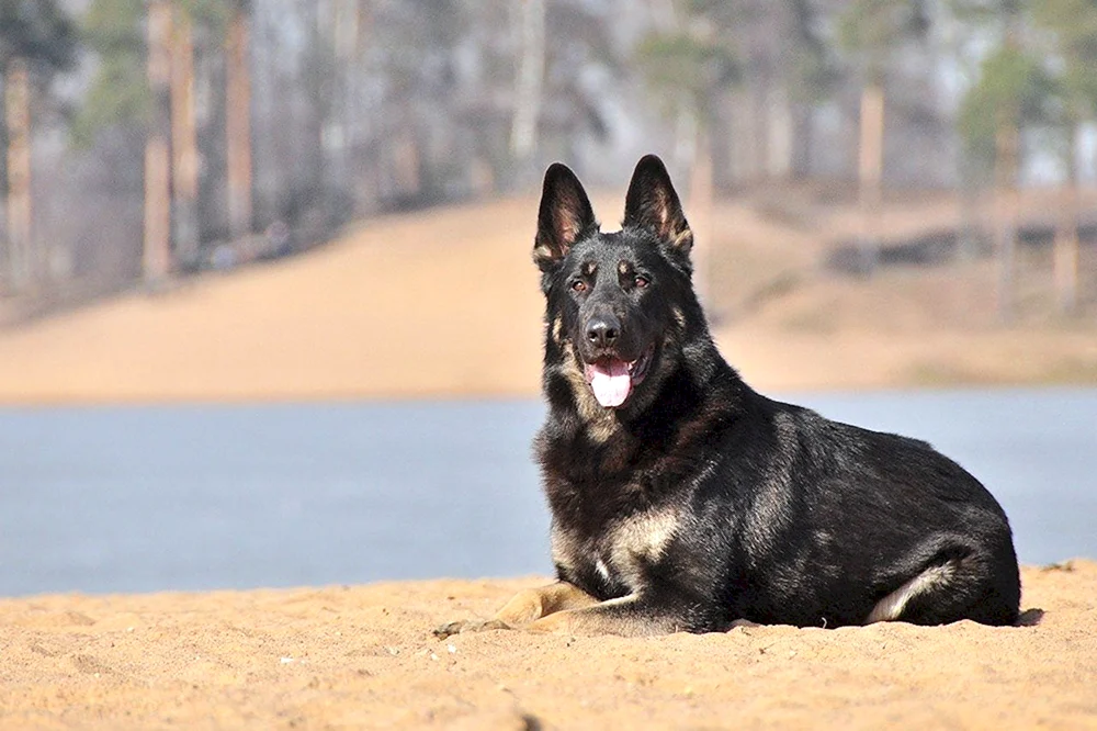 Östlicher Europäischer Schäferhund Schwarz