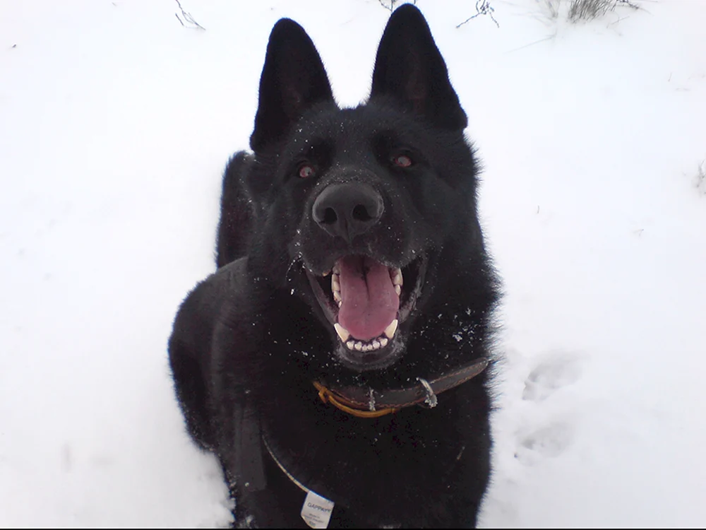 Östlicher Europäischer Schäferhund Cheprak