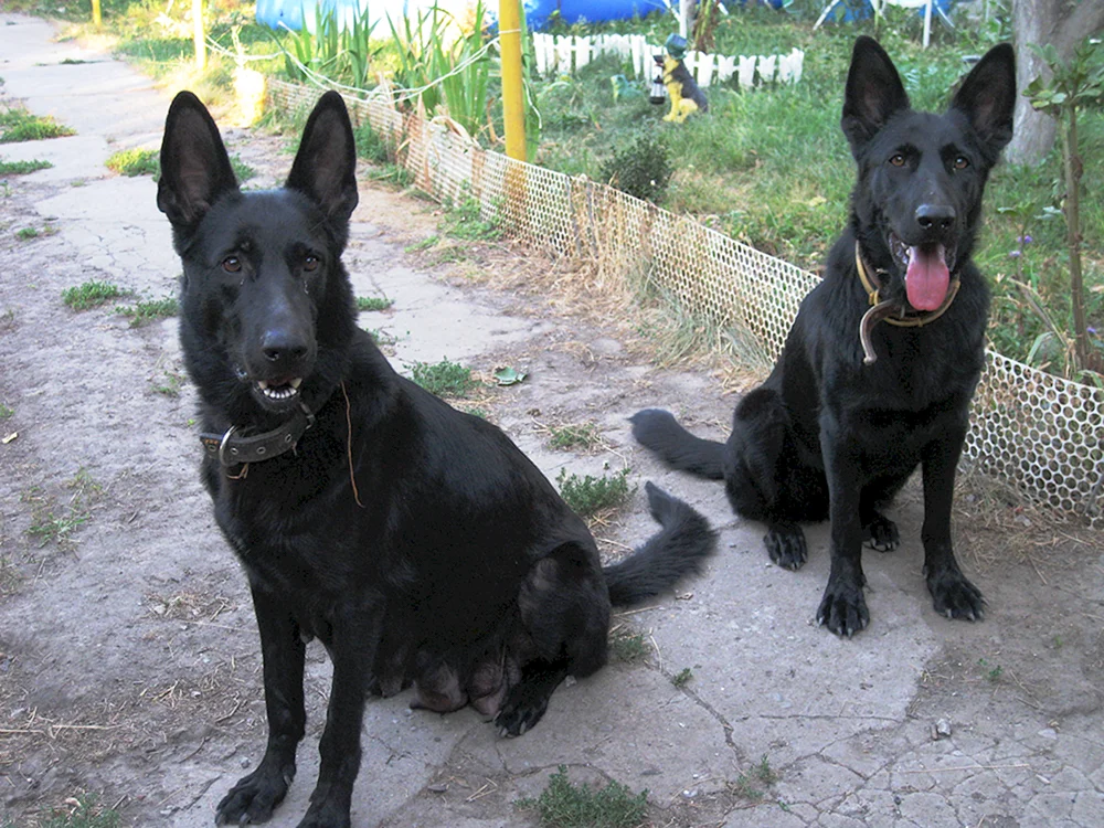 Deutscher Schäferhund Schwarz glatthaarig