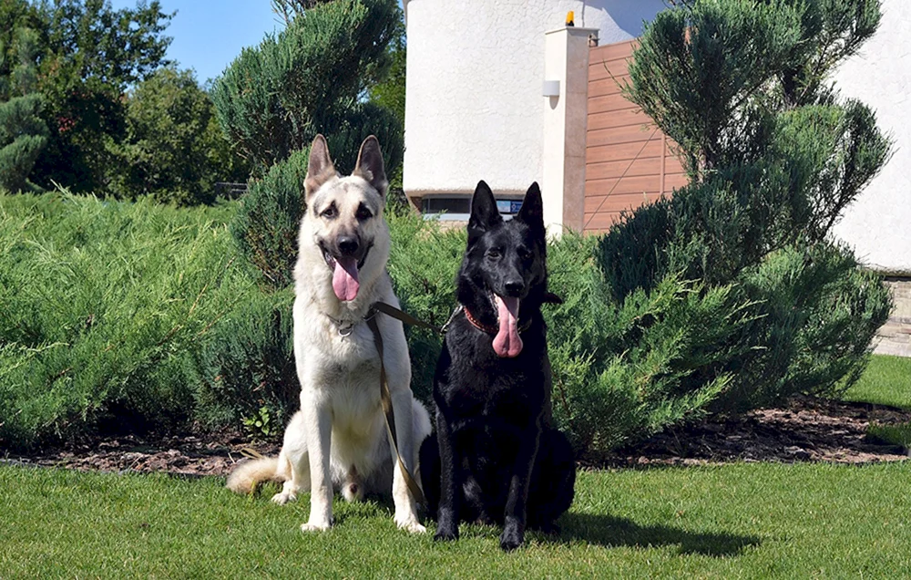 Osteuropäischer Schäferhund Cheprak