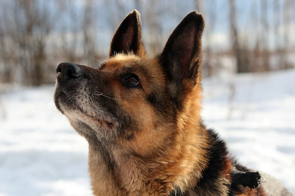 Medaillenschäferhunde