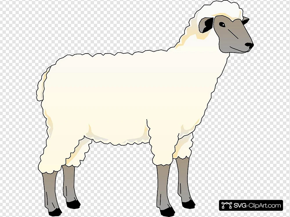 Schaf für Eid