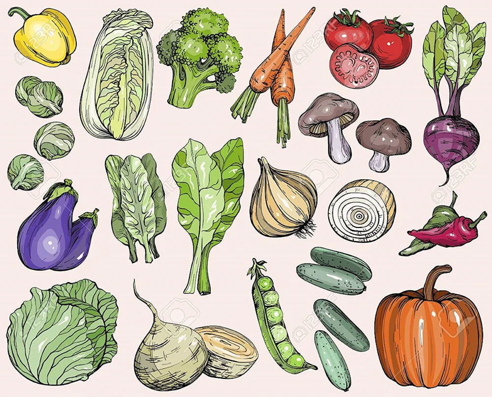 Gemüse Illustration