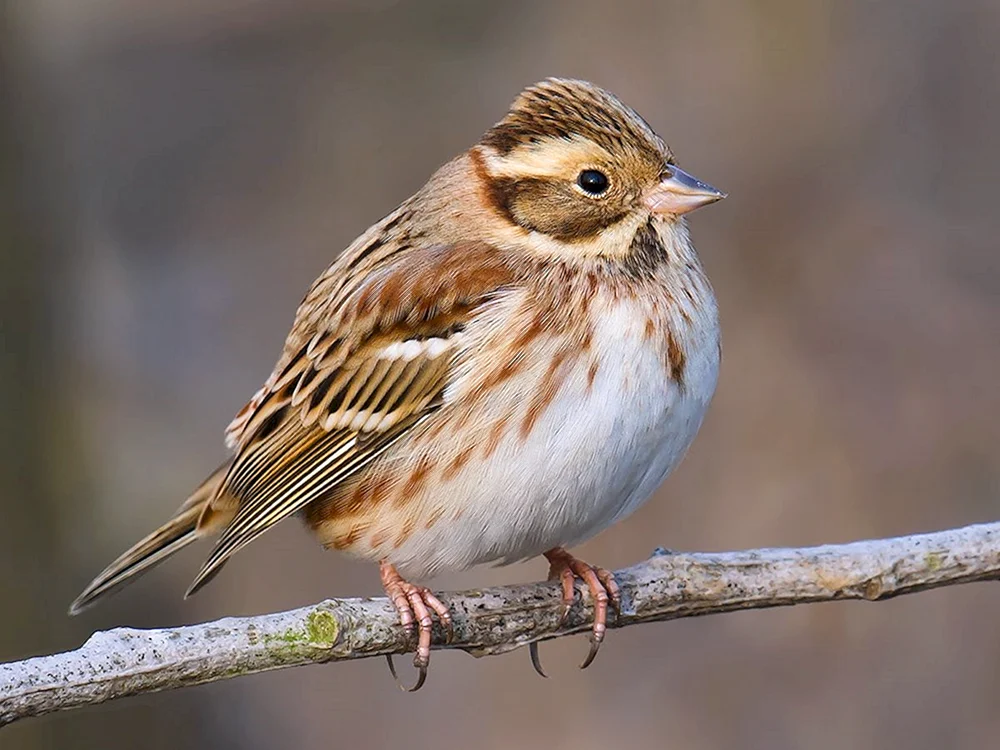 Gemeindebombycilla garrulus