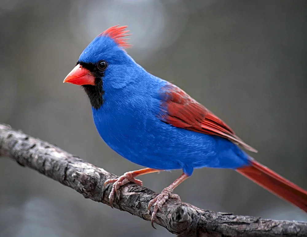 Haferflocken Kardinalvogel
