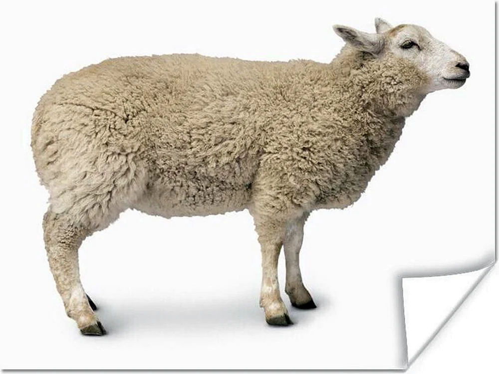 Rambulier-Rasse Schaf