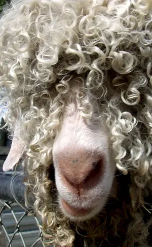 Gelocktes Schaf
