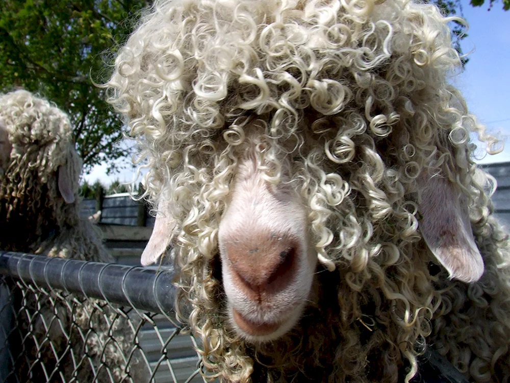 Gelocktes Schaf