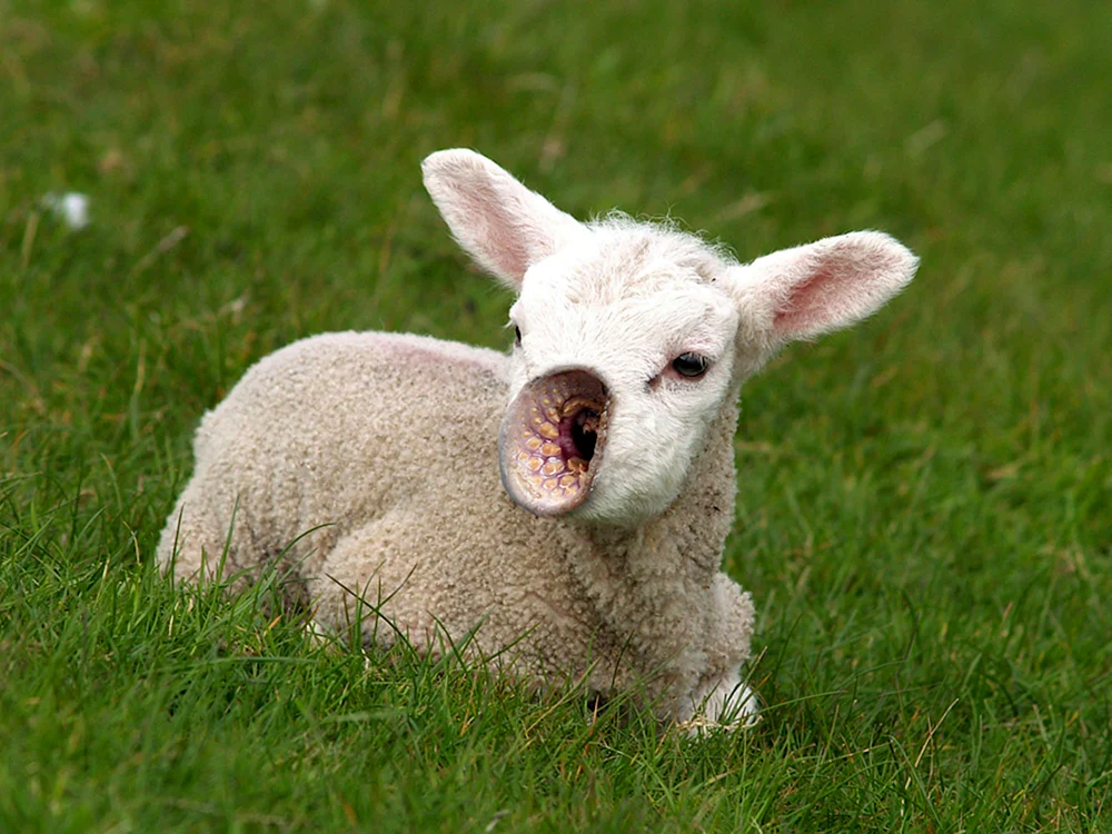 Lamm lamm