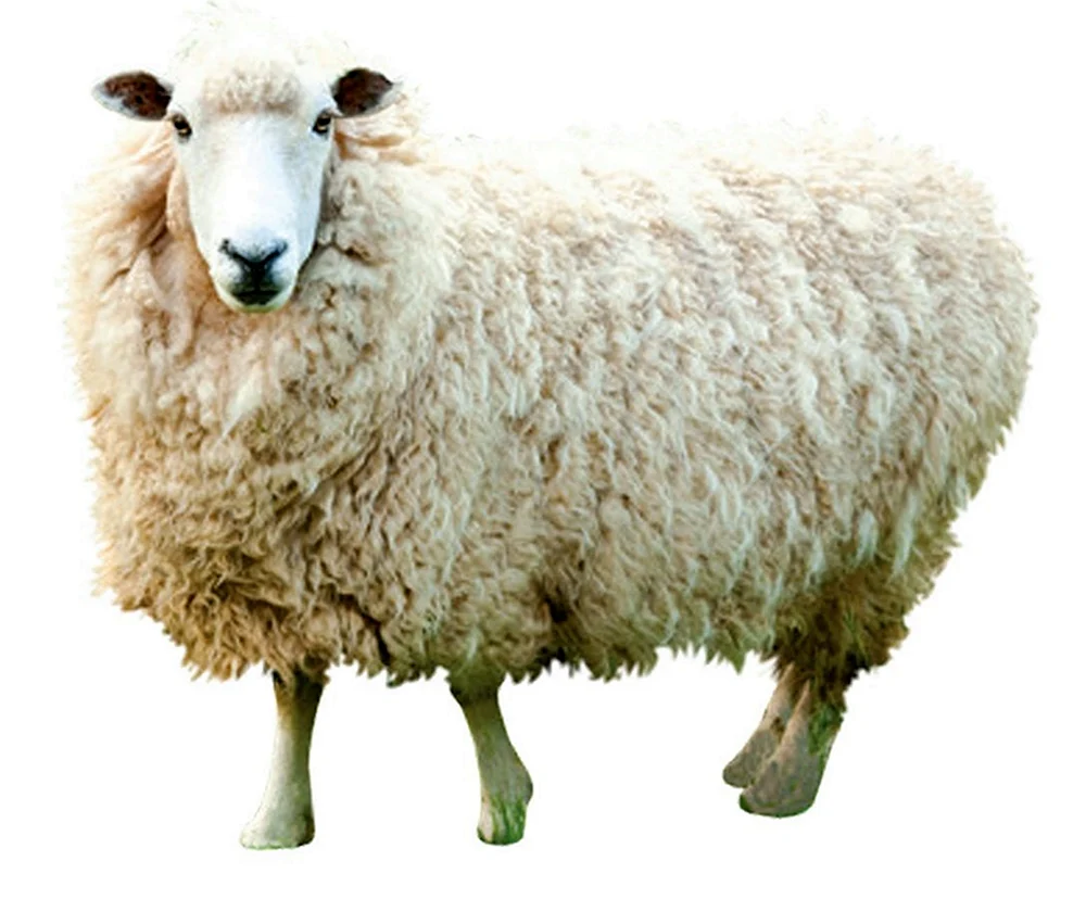 Schleich-Schaf