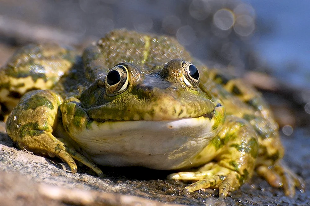 Teichfrosch