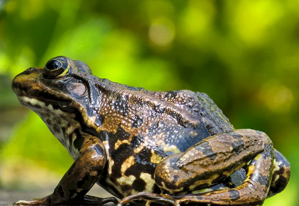 Seefrosch