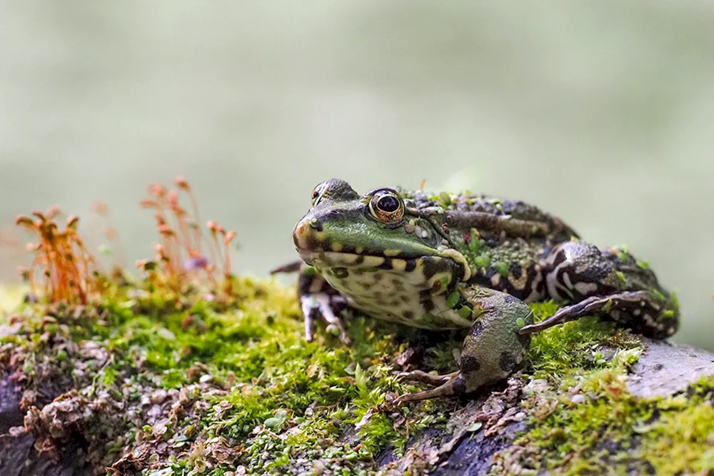 Seefrosch Frosch