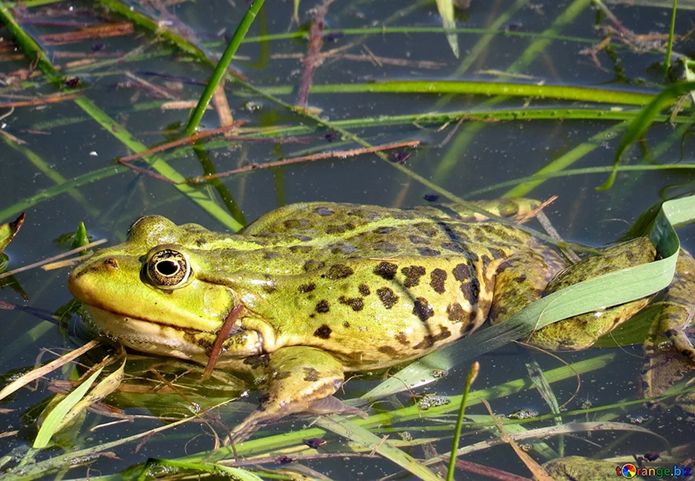Seefrosch