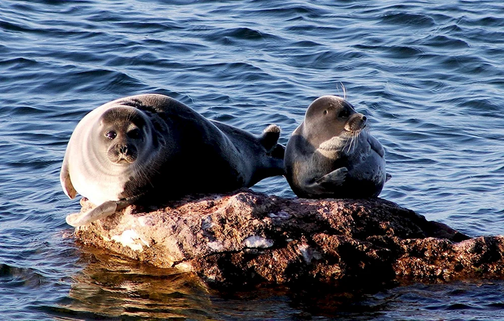 Baikal Nerpa