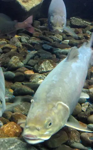 Baikal Fisch Baikal omul