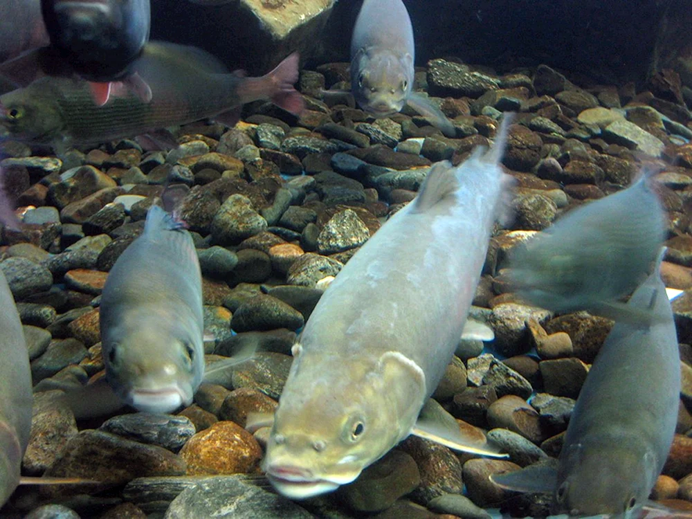Baikal Fisch Baikal omul