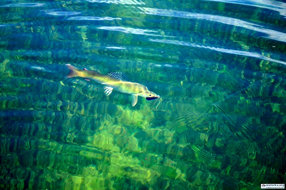 Baikalsee omul