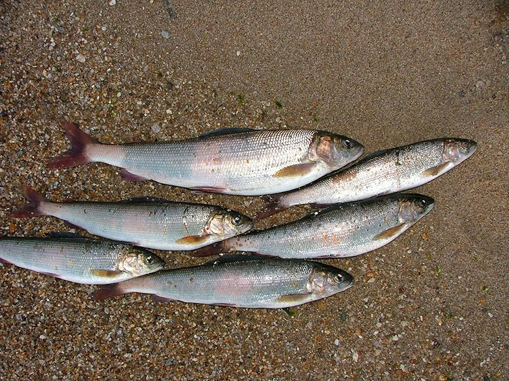 Baikalsee omul