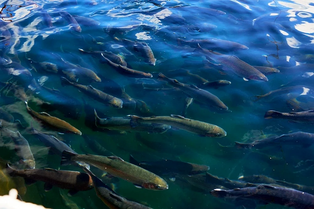 Golomyanka Baikal Fisch