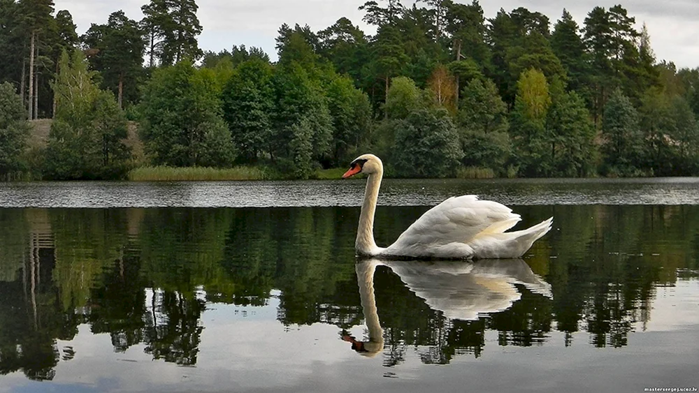 Schwanensee Rjasan