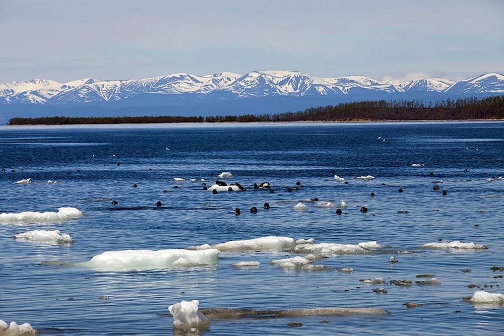 Baikalsee. Baikal Nerpa