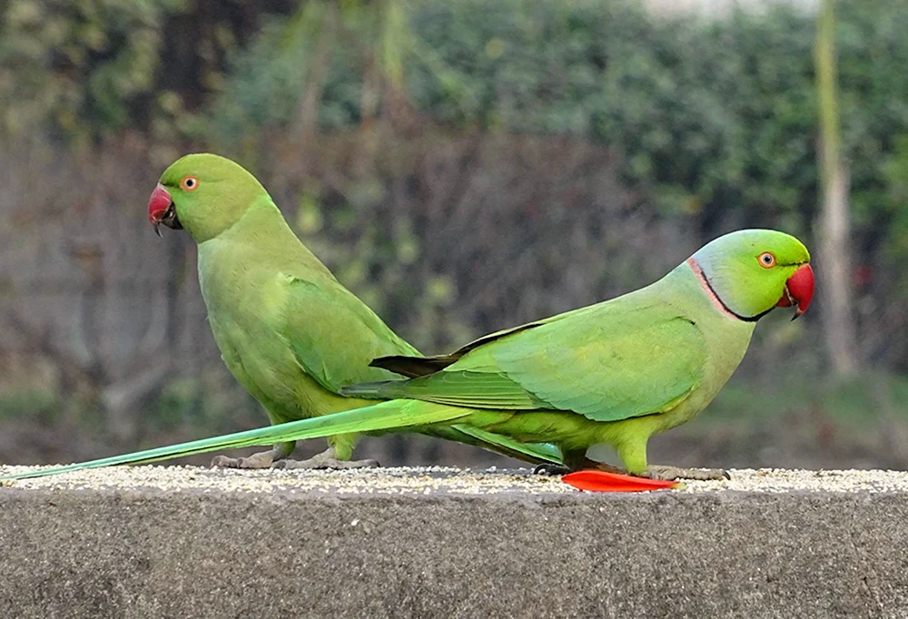 Electus-Papagei