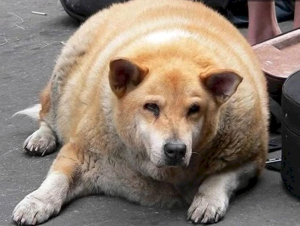 Fettsucht bei Hunden